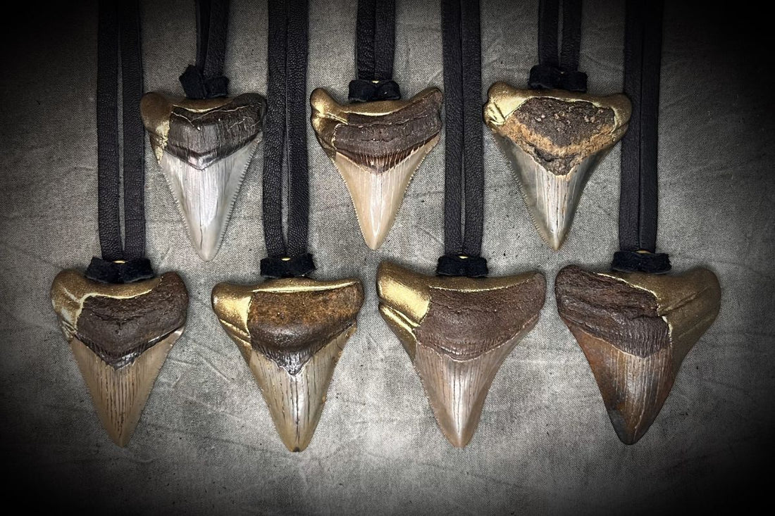 Seven handmade genuine megalodon fossil pendants, all hung from black leather. Artisanal Maryland made Megalodon shark tooth jewelry. 