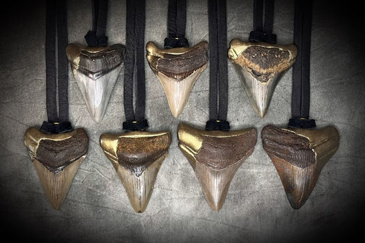 Seven handmade genuine megalodon fossil pendants, all hung from black leather. Artisanal Maryland made Megalodon shark tooth jewelry. 