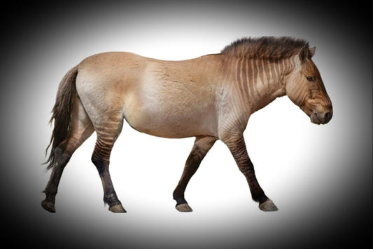 Image of an Equus Ancient horse. Equus Fossil Teeth Jewelry: Ancient Horse Energy & Modern Talisman Magic