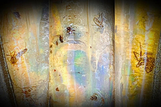 Insect Amber, various ancient insects trapped in amber, spider and winged bugs in amber jewelry