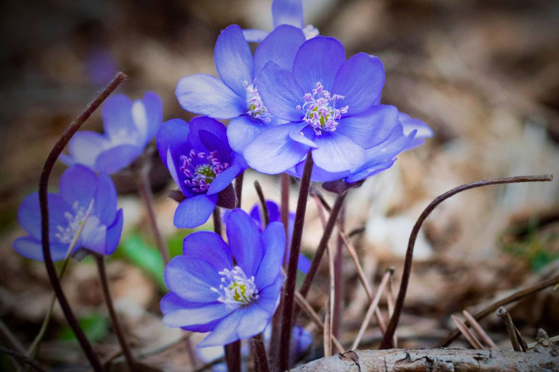  A closeup of beautiful spring flowers in an indigo hue, bursting from the ground. Blog post by Become Spellbound: Returning to the Earth - Guest post by Full Moon Acupuncture