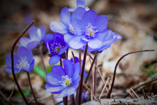  A closeup of beautiful spring flowers in an indigo hue, bursting from the ground. Blog post by Become Spellbound: Returning to the Earth - Guest post by Full Moon Acupuncture
