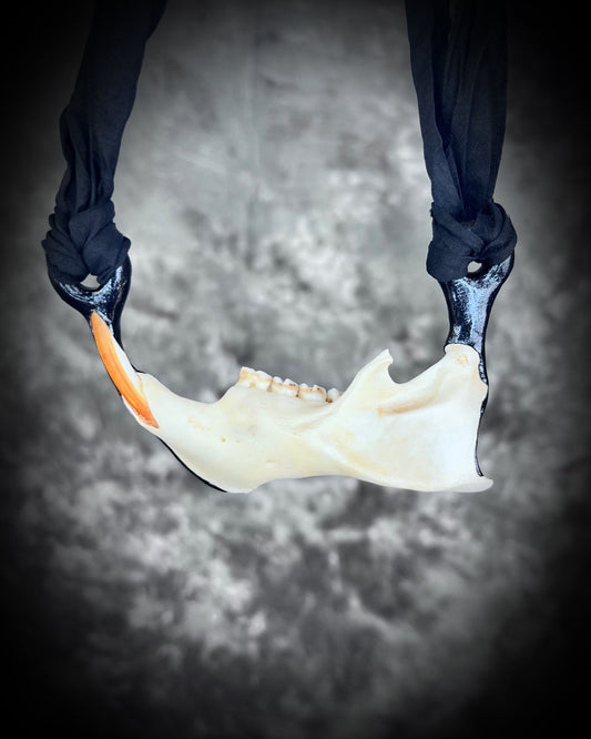 Porcupine Jaw Genuine Handmade Spirit Animal Macabre Talisman, Halloween Jewelry Gift for Her