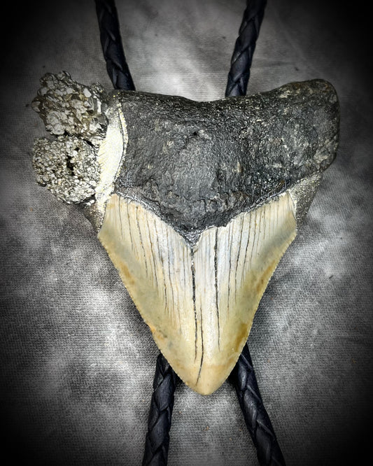A prehistoric Megalodon tooth bolo tie set in a rugged gold metallic finish, adorned with shimmering Pyrite crystals on soft black bolo leather. Maximalist Western style trend gift for him!