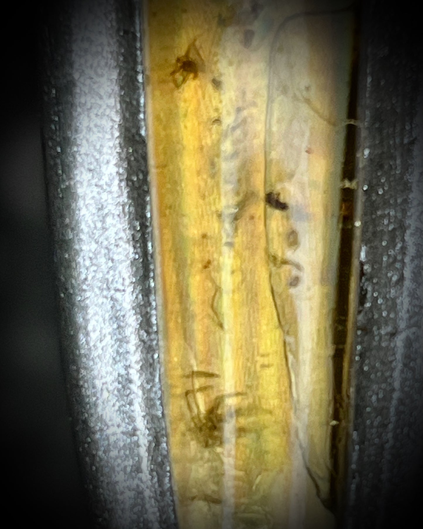 Close up of spiders captured in Ancient insect included amber pendant in silver finish on marigold and yellow recycled silks. Enchanting natural history holiday gift for her!