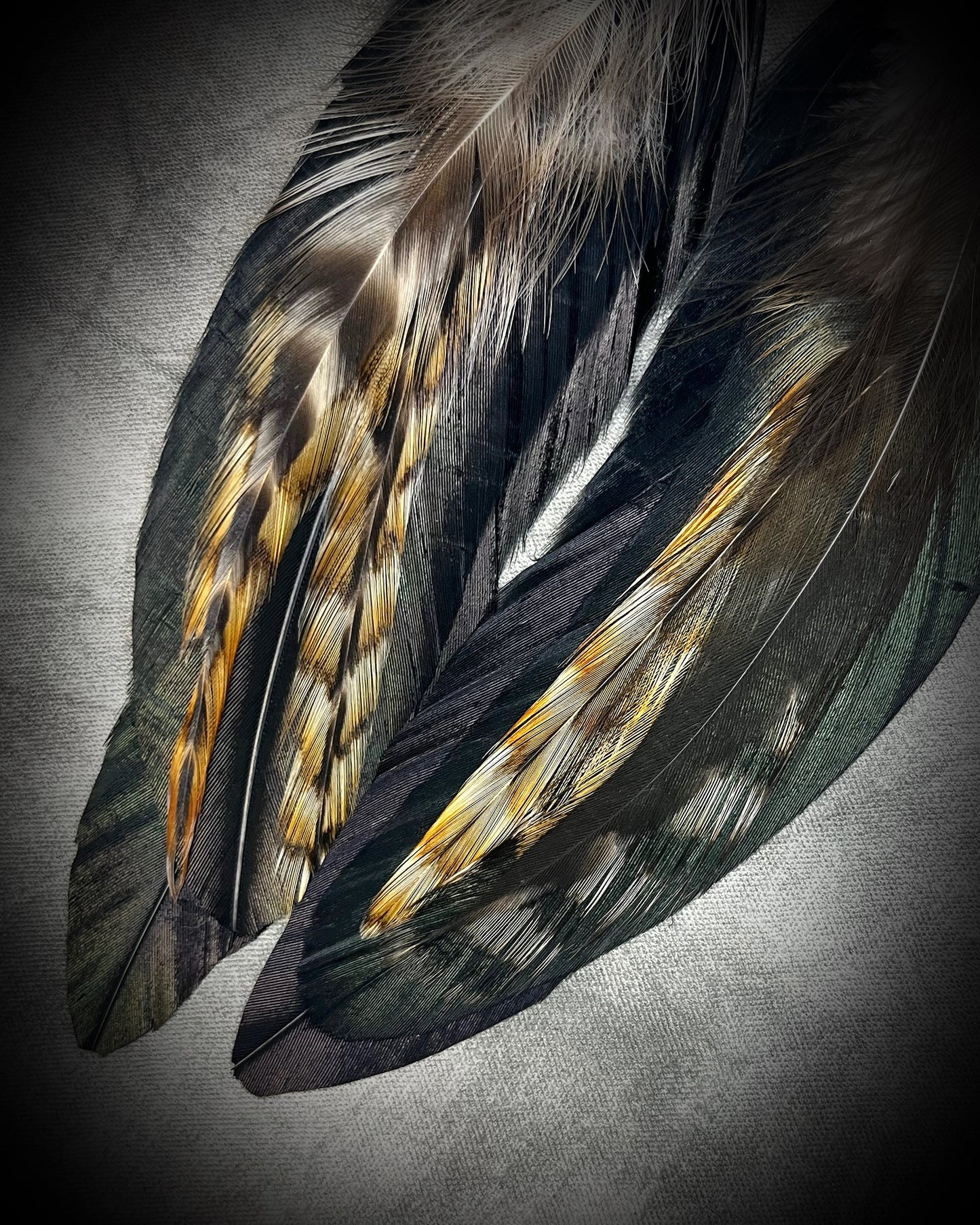 Chrysocolla and feather earrings with blue-green natural stone, gold finish, and hypoallergenic brass huggie hooks, handmade by Become Spellbound.