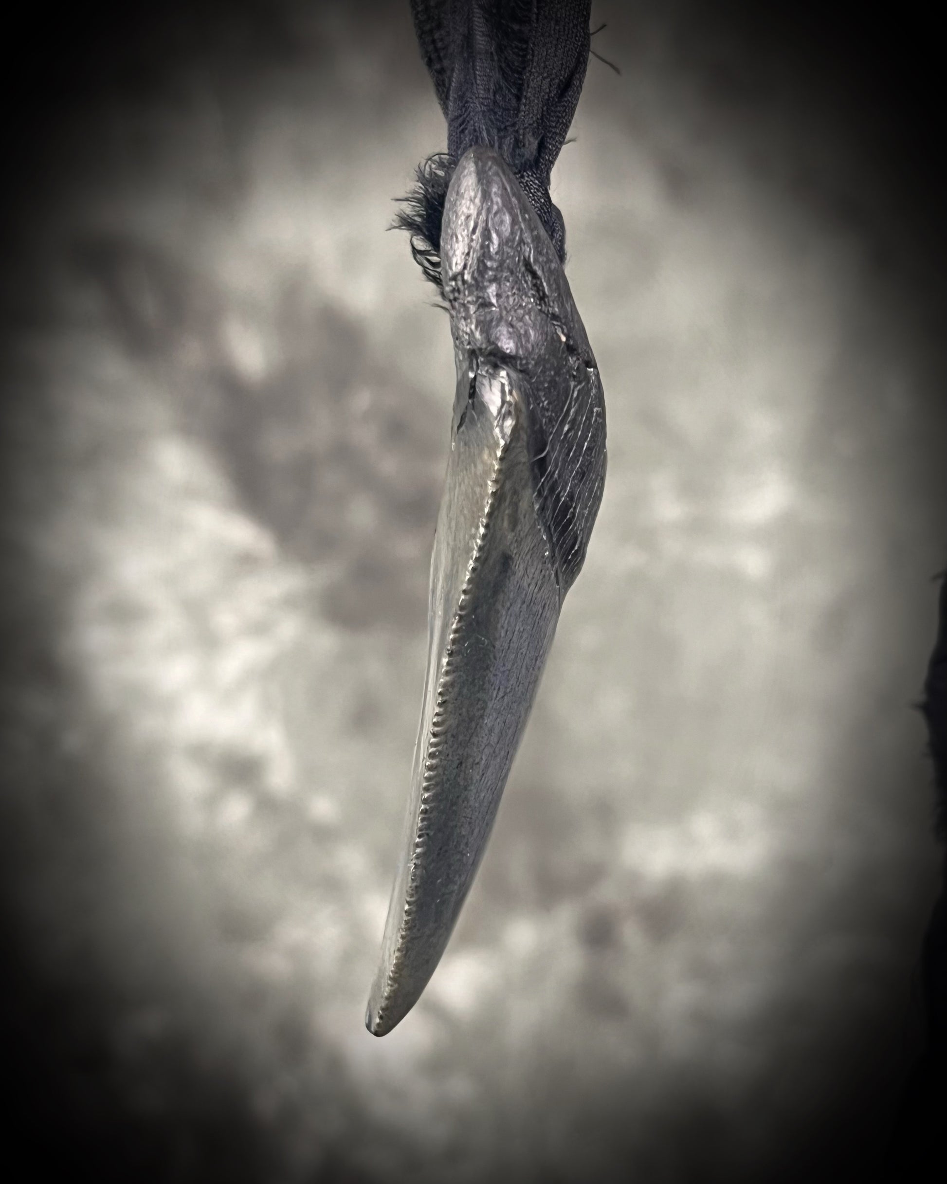 Handmade megalodon tooth talisman with black finish and recycled black silk cord, featuring a fossilized prehistoric shark tooth 