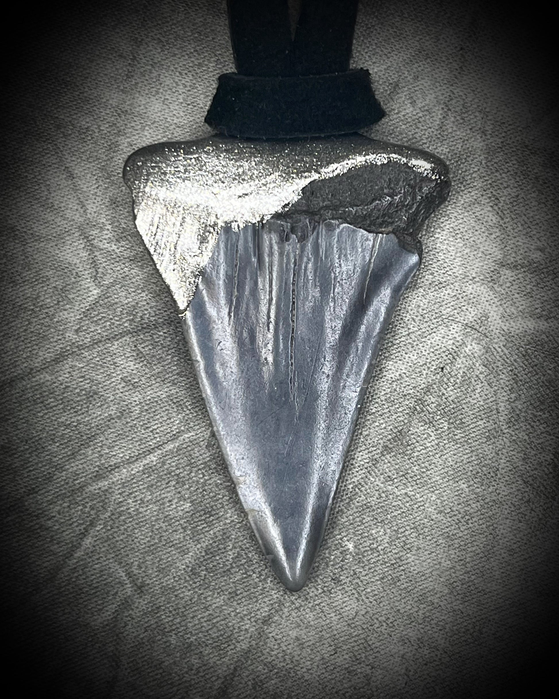 Mako shark tooth fossil talisman with gunmetal silver finish on black leather, handmade by Become Spellbound in Baltimore, Maryland.