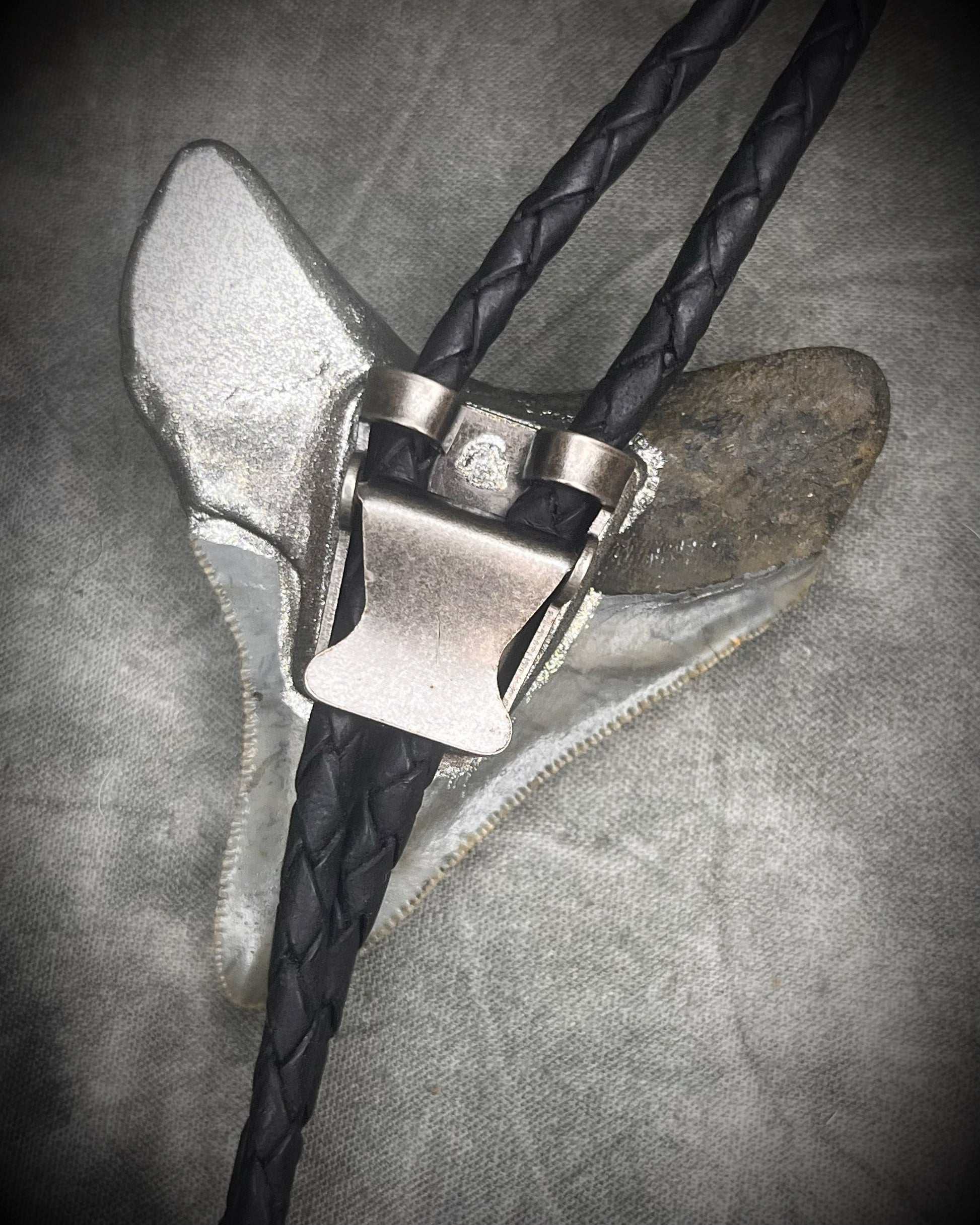 Megalodon fossil shark tooth bolo tie with gunmetal silver hardware on black leather, Western-inspired fossil statement jewelry handmade in Baltimore Maryland. Back clasp view. 