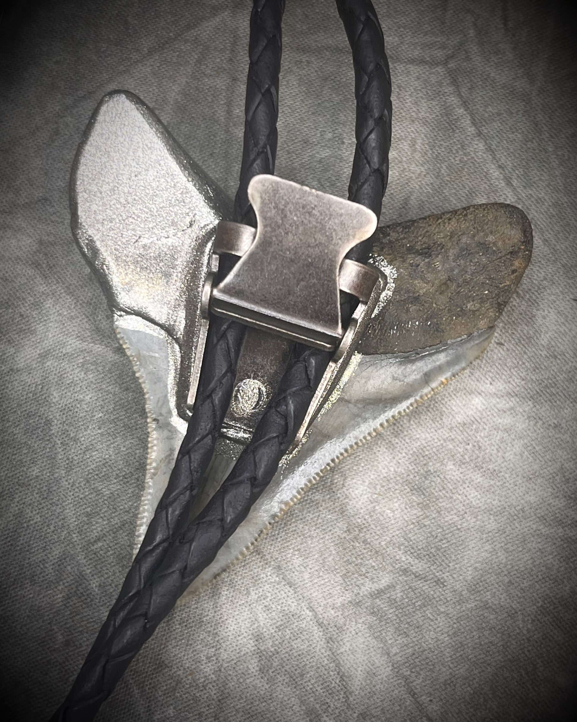Megalodon fossil shark tooth bolo tie with gunmetal silver hardware on black leather, Western-inspired fossil statement jewelry handmade in Baltimore Maryland. Back clasp view. 
