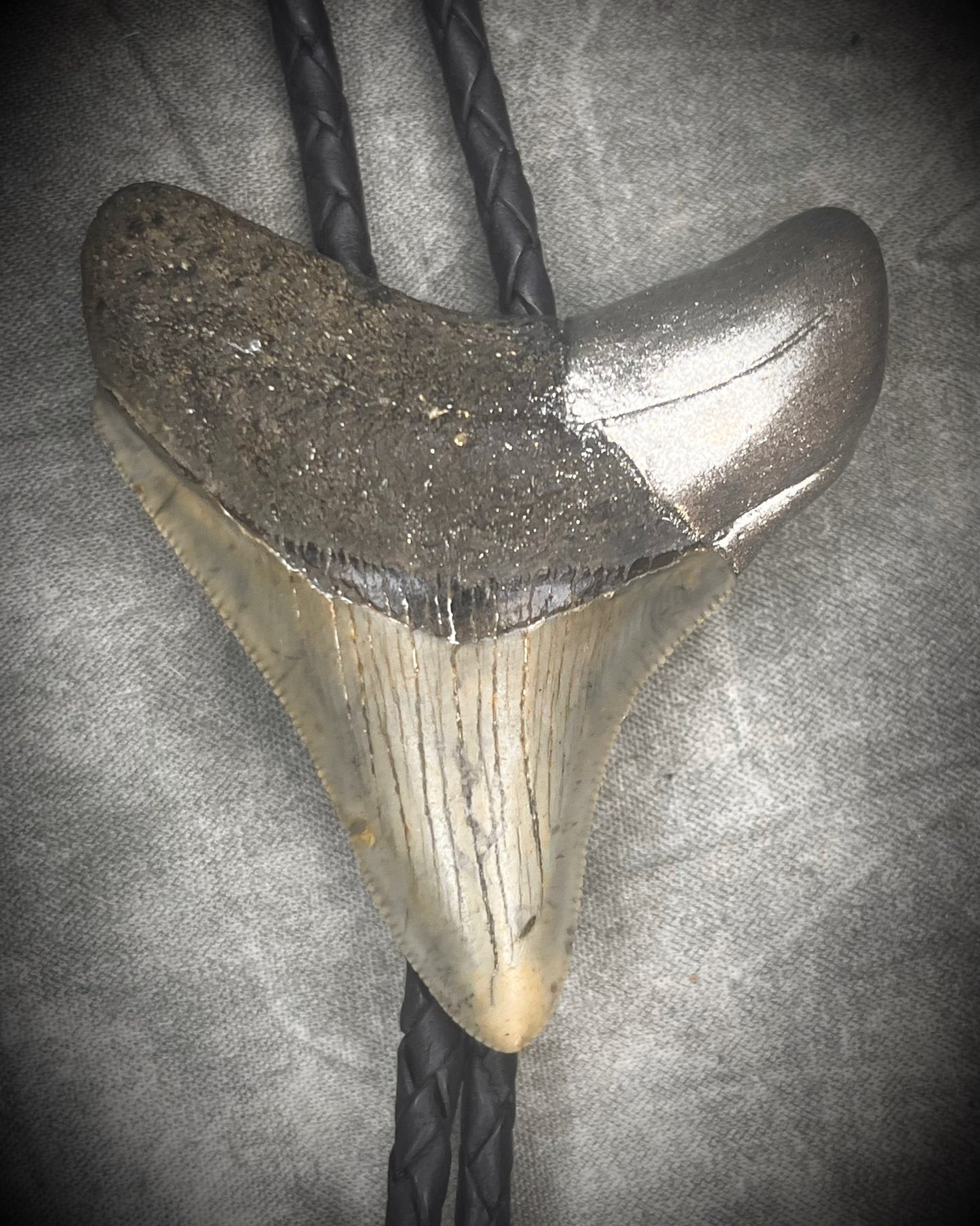 Megalodon fossil shark tooth bolo tie with gunmetal silver hardware on black leather, Western-inspired fossil statement jewelry handmade in Baltimore Maryland. Closeup.