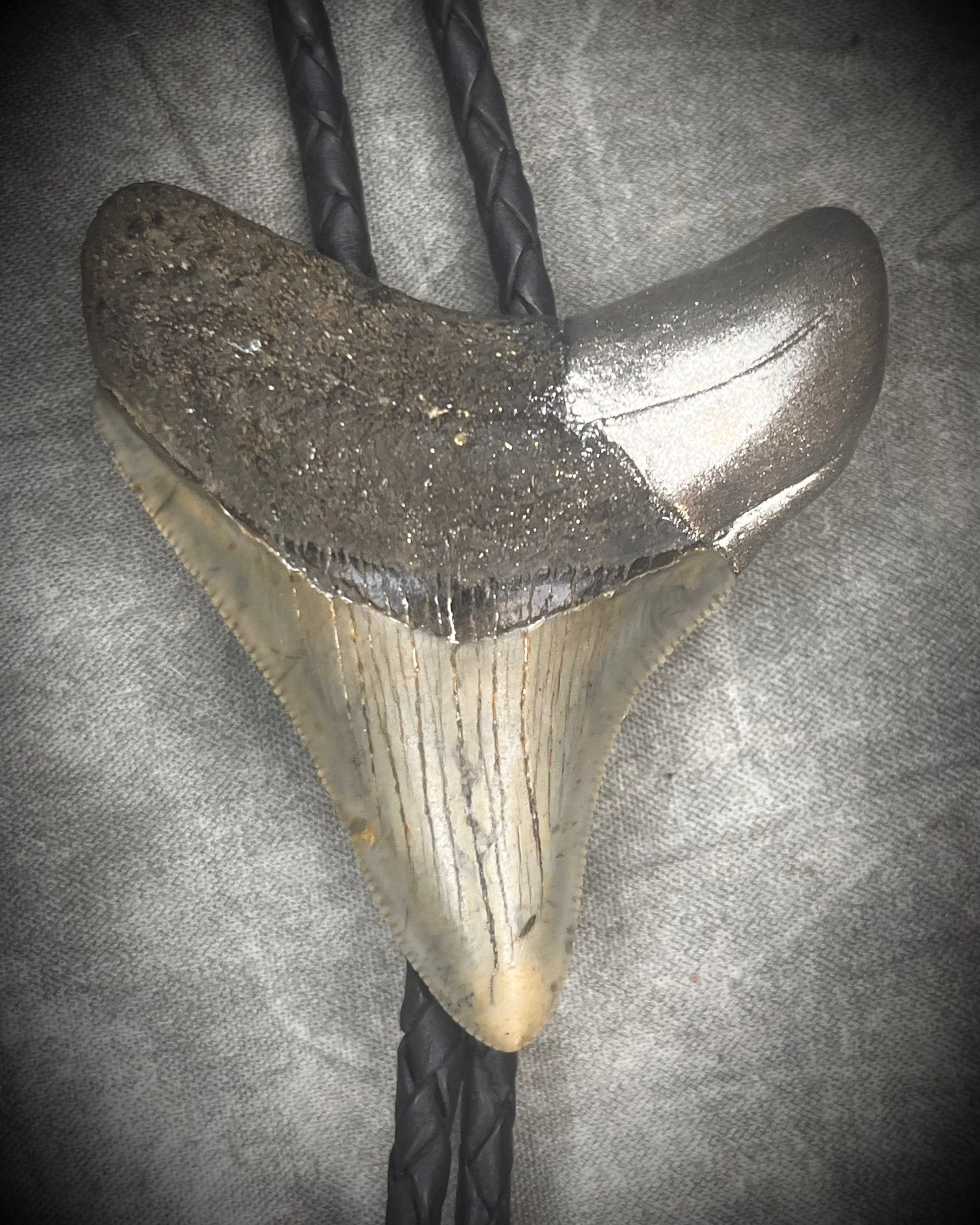 Megalodon fossil shark tooth bolo tie with gunmetal silver hardware on black leather, Western-inspired fossil statement jewelry handmade in Baltimore Maryland. Closeup.