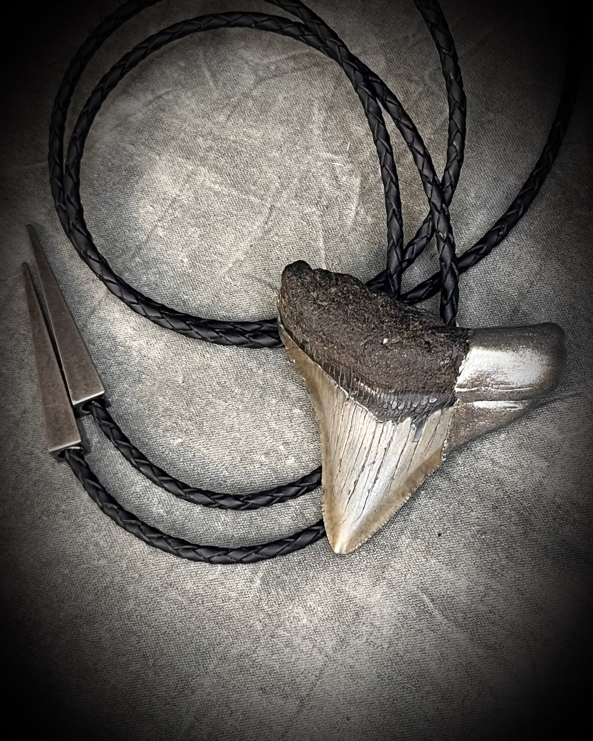 Megalodon fossil shark tooth bolo tie with gunmetal silver spike tips and clasp on black leather, Western-inspired fossil statement jewelry handmade in Baltimore Maryland. 
