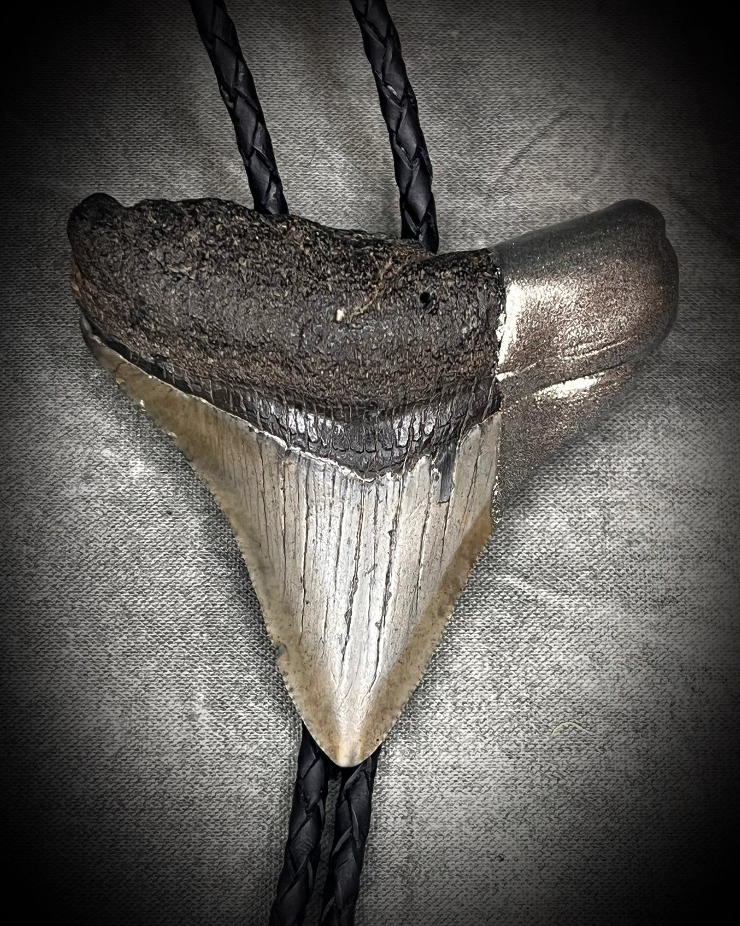 Megalodon fossil shark tooth bolo tie with gunmetal silver spike tips and clasp on black leather, Western-inspired fossil statement jewelry handmade in Baltimore Maryland. 