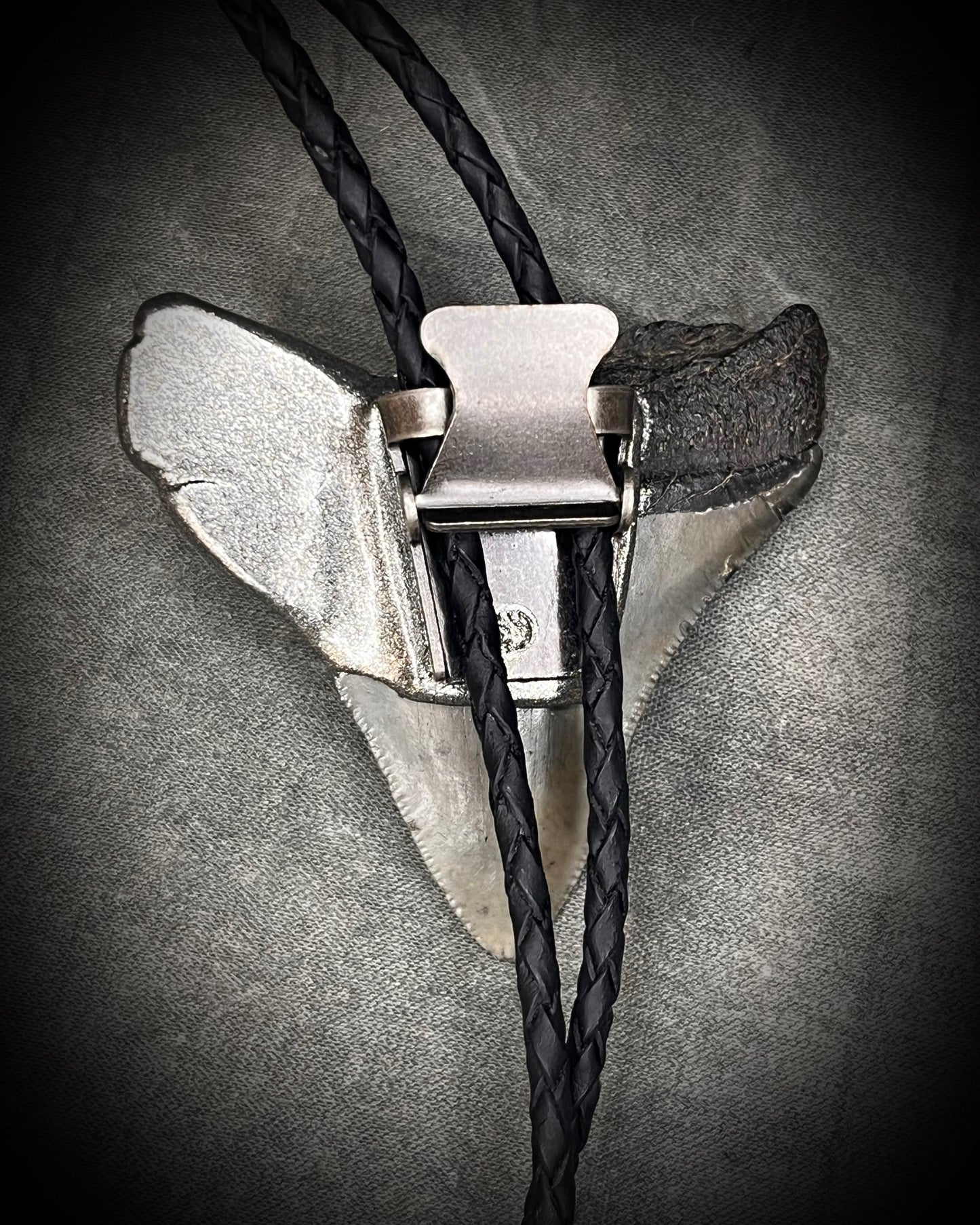 Megalodon fossil shark tooth bolo tie with gunmetal silver spike tips and clasp on black leather, Western-inspired fossil statement jewelry handmade in Baltimore Maryland. 
