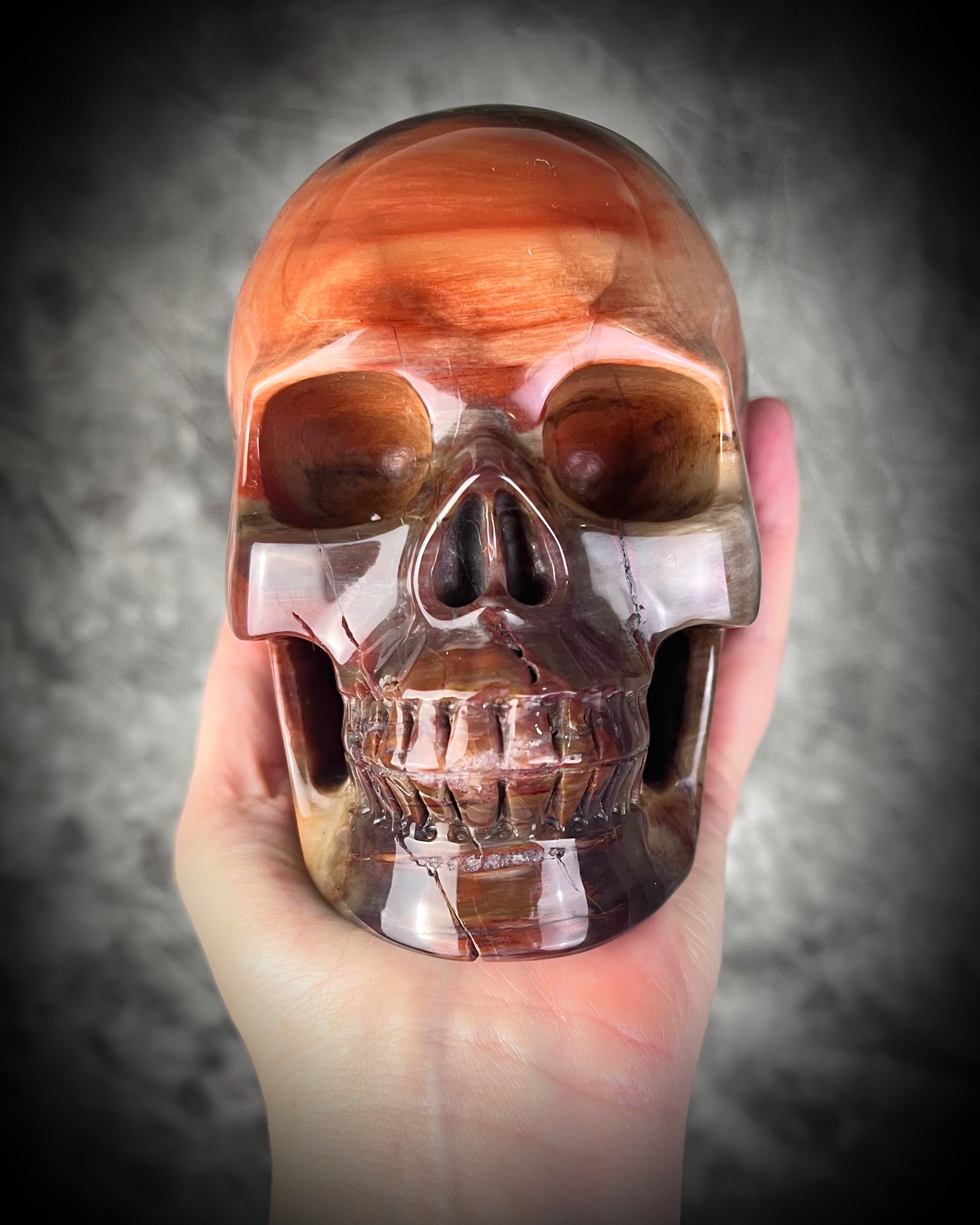 Petrified Wood Crystal skull with rainbows of red and earthy browns. 5" extra large crystal skull for grounding, meditation, gifting, manifestation and magic.