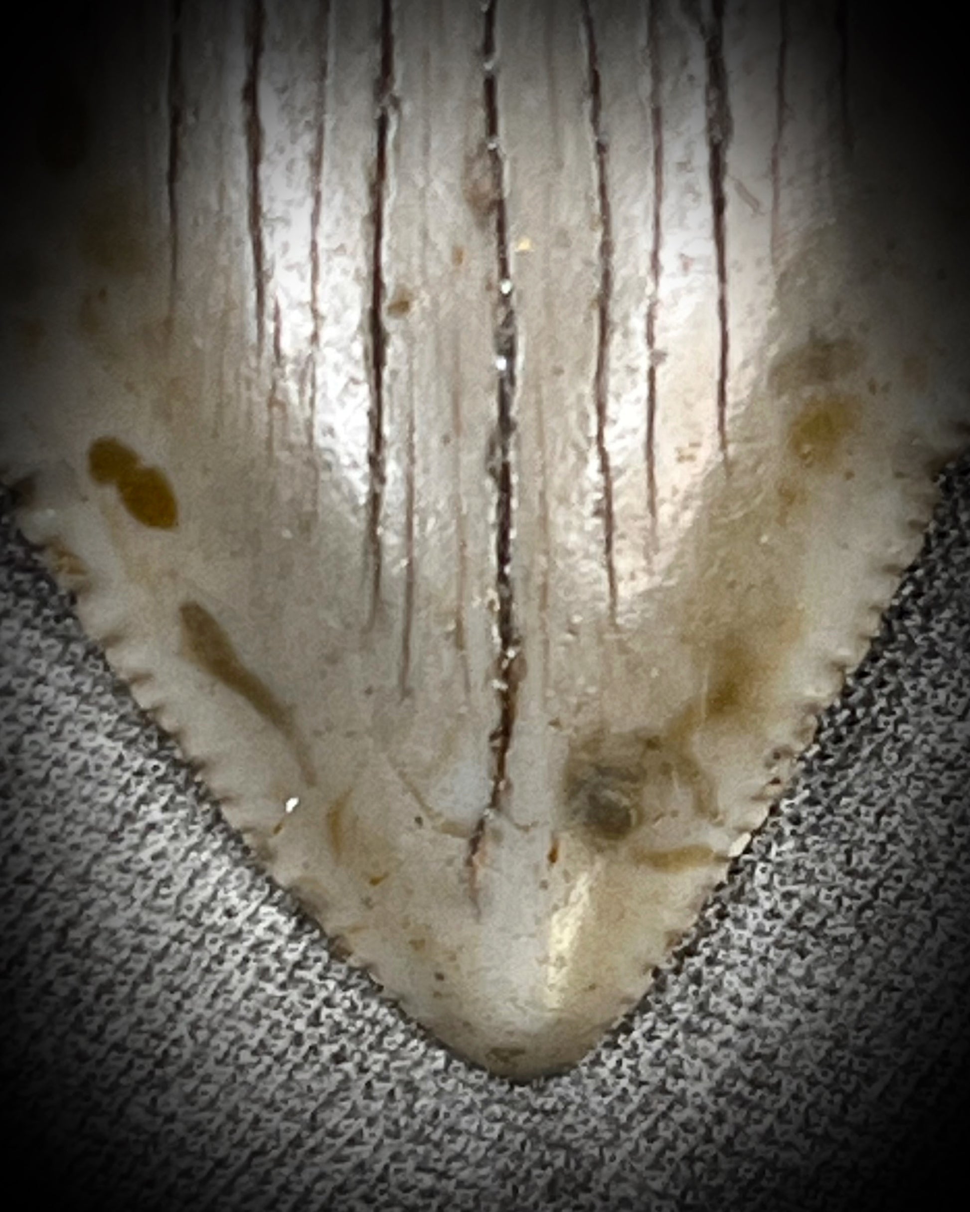 closeup of megalodon fossil tooth texture.
